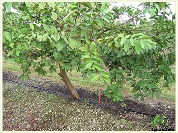 Guava Production Technology