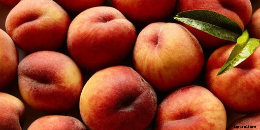 Peach Cultivation