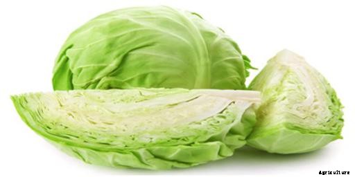 Cabbage