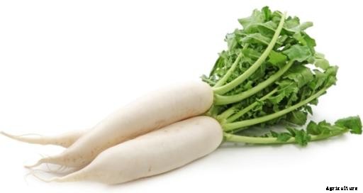 Radish