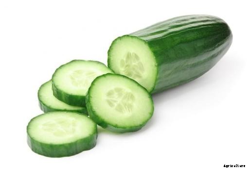Cucumber