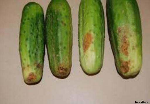 Cucumber