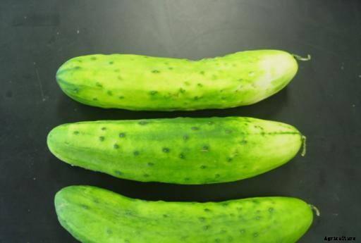 Cucumber