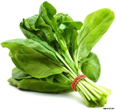 Spinach