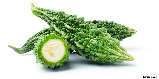 Bitter gourd