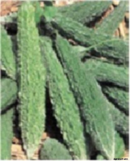 Bitter gourd