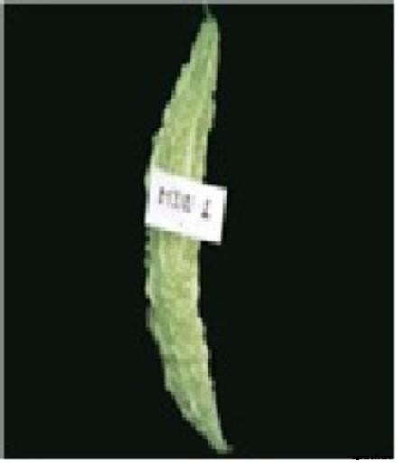 Bitter gourd