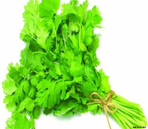 Coriander