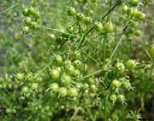 Coriander