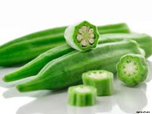Okra