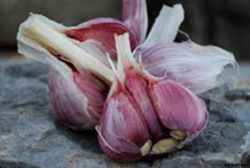 Garlic