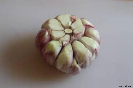 Garlic