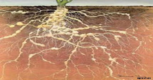 Grapes Production Technology