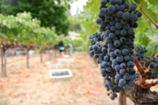 Grapes Production Technology