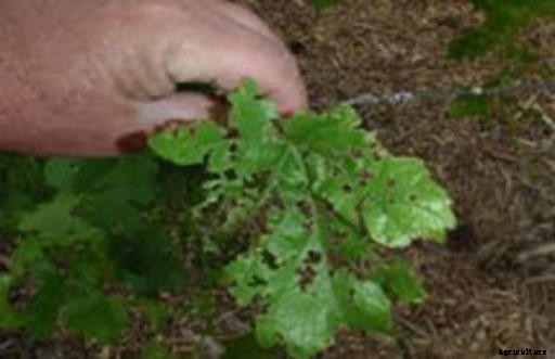 Grapes Production Technology