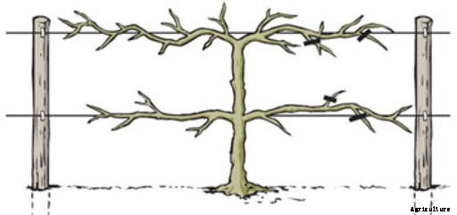 Grapes Production Technology