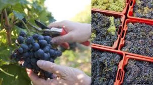 Grapes Production Technology