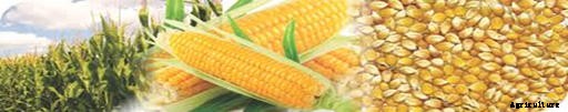 Maize Cultivation