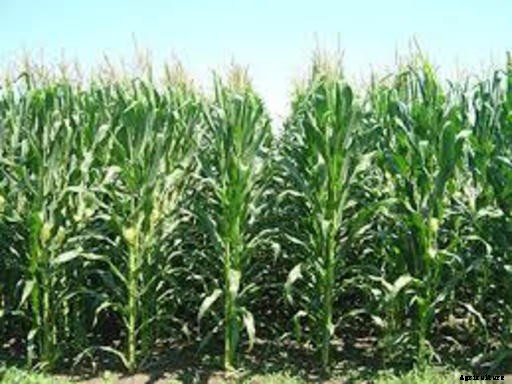 Maize Cultivation