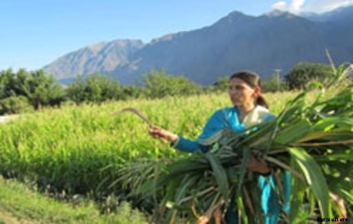 Maize Cultivation