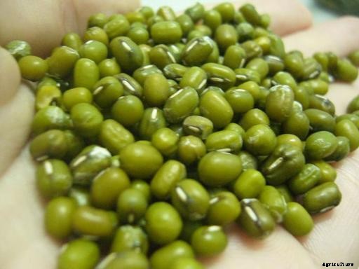 Mung Bean