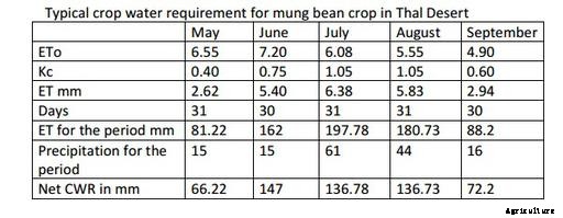 Mung Bean