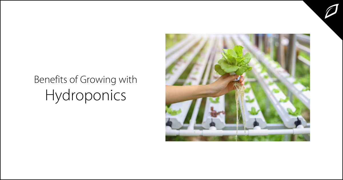 Benefits of Growing With Hydroponics