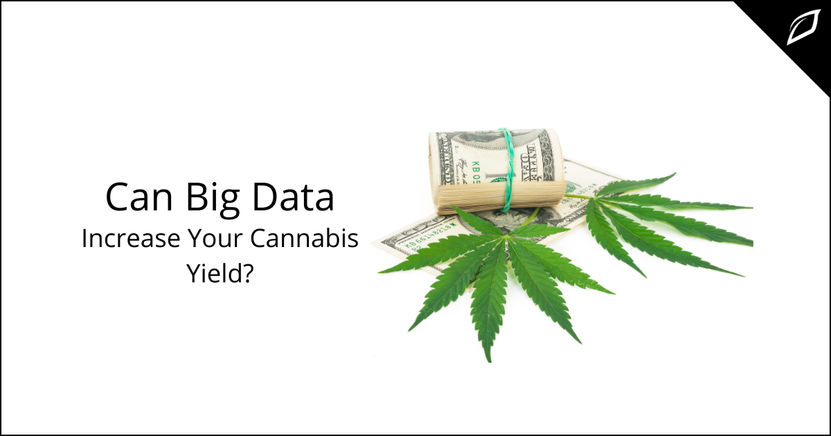 Can Big Data Increase Your Cannabis Yield?