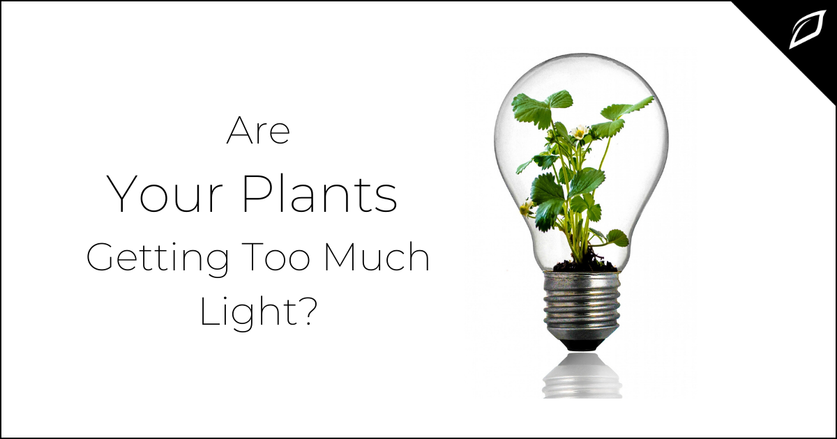 Are Your Plants Getting Too Much Light?