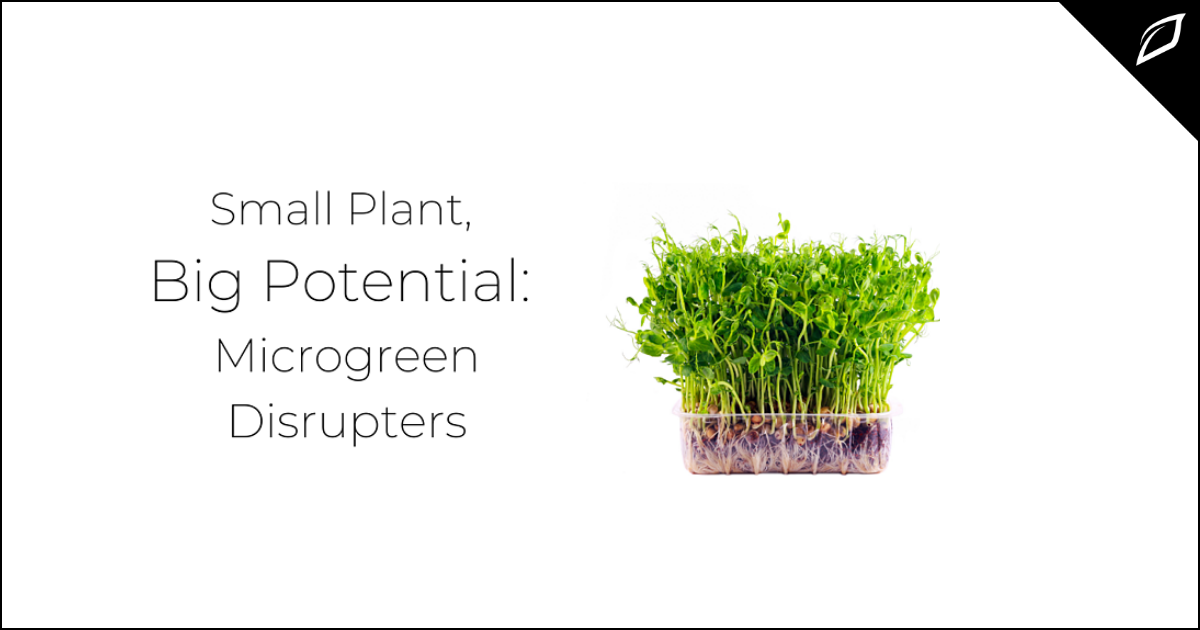 Small Plant, Big Potential: Microgreen Distrupters