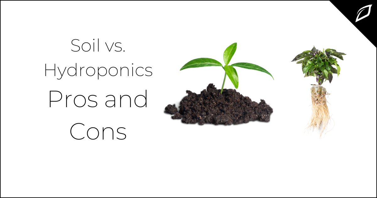 Soil vs. Hydroponics: Pros and Cons