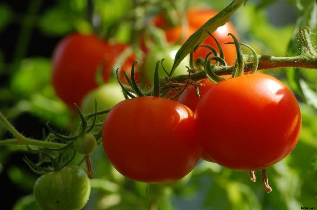 Best tomatoes to grow in pots