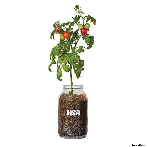 Best tomatoes to grow in pots