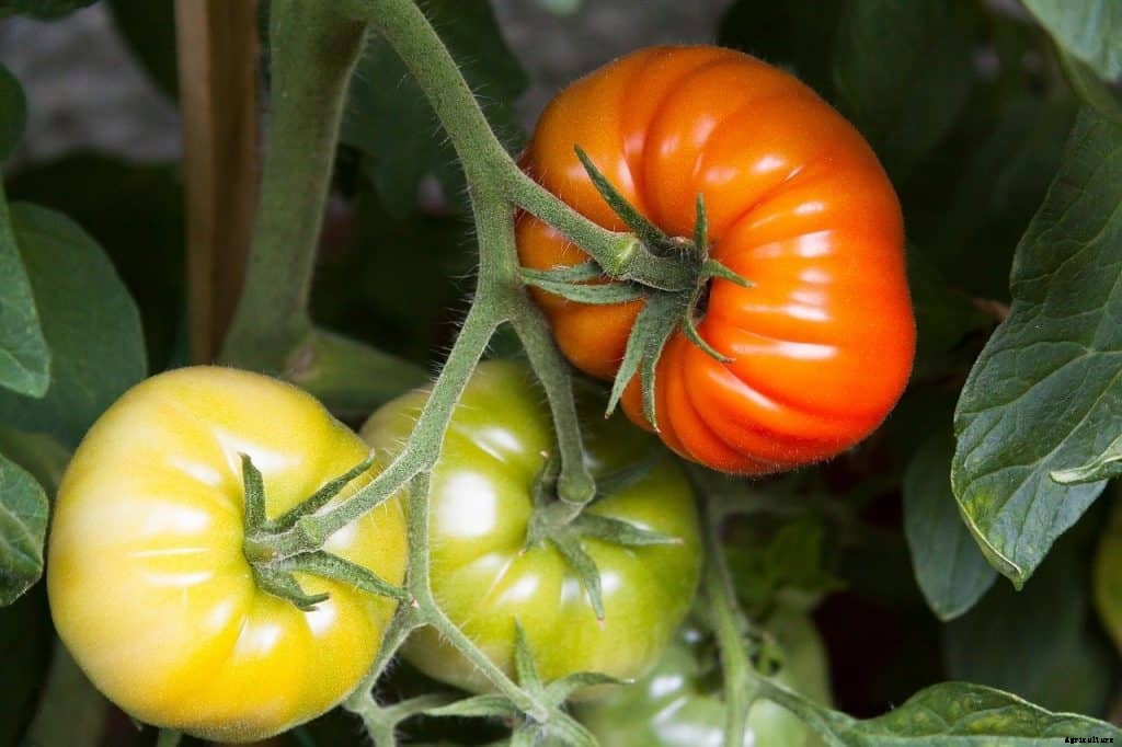 Best tomatoes to grow in pots