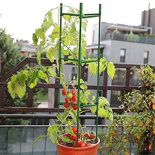 Best tomatoes to grow in pots