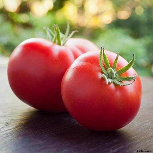 Best tomatoes to grow in pots