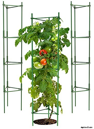 Best tomatoes to grow in pots