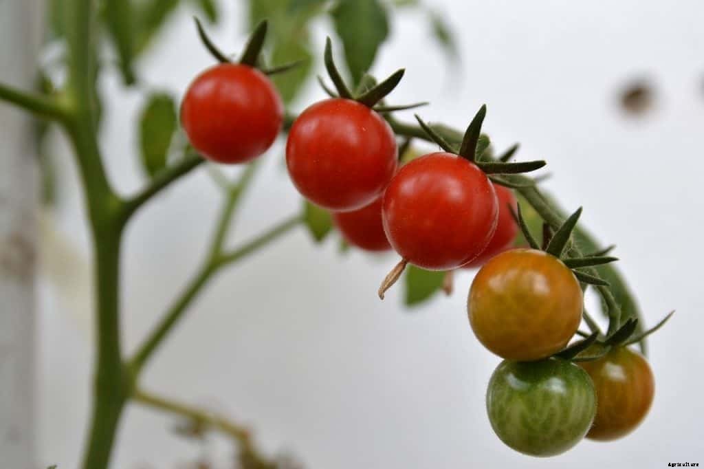 Best tomatoes to grow in pots