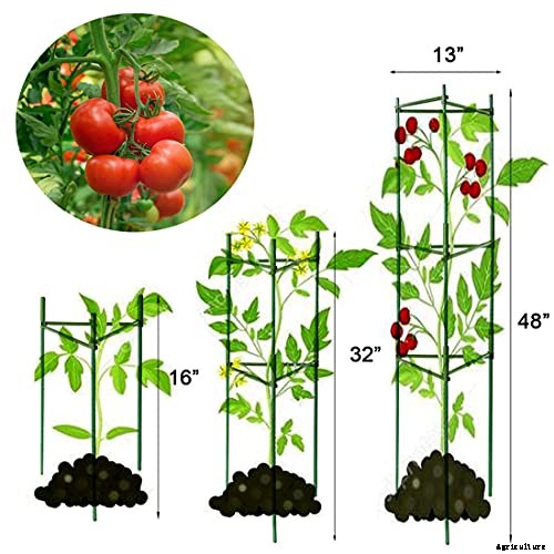 Best tomatoes to grow in pots