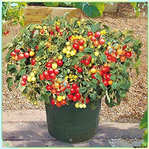 Best tomatoes to grow in pots