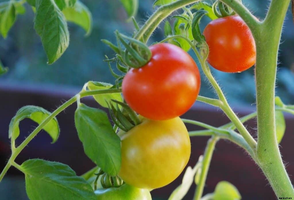 Best tomatoes to grow in pots