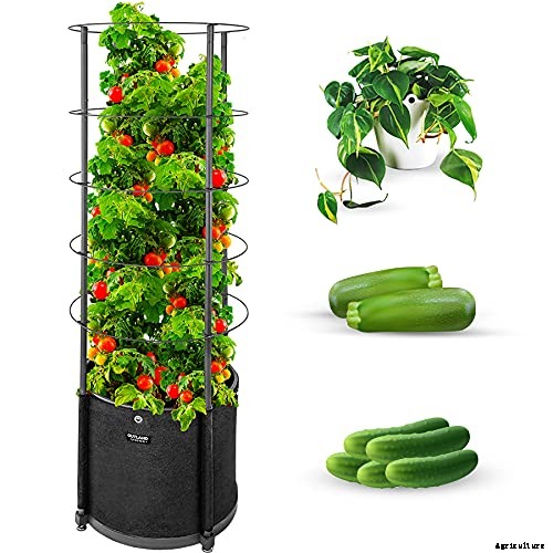 Best tomatoes to grow in pots