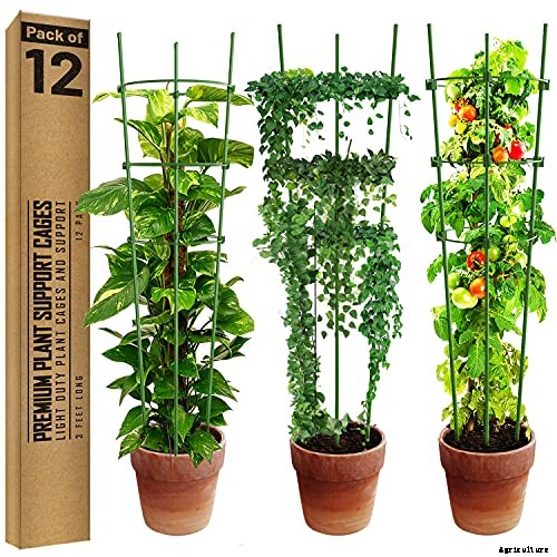 Best tomatoes to grow in pots