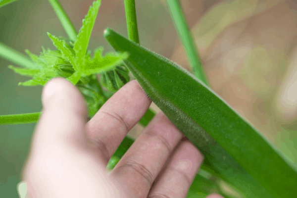 Okra square foot gardening
