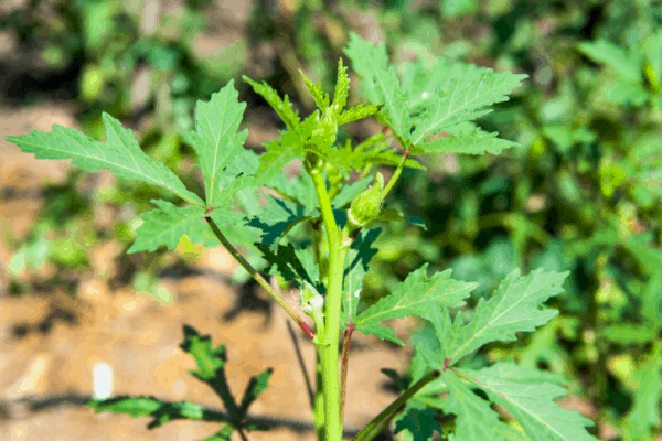 Okra square foot gardening