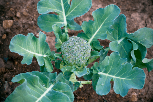 Square Foot Gardening Broccoli: the best way to grow