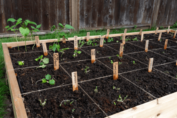 Square Foot Gardening Broccoli: the best way to grow
