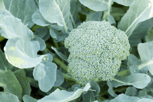 Square Foot Gardening Broccoli: the best way to grow