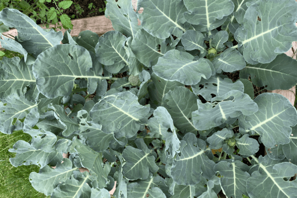 Square Foot Gardening Broccoli: the best way to grow