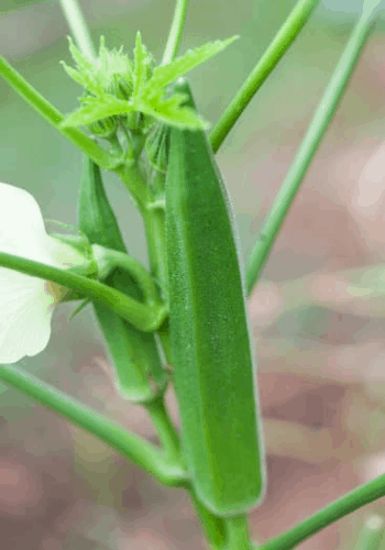 Okra square foot gardening
